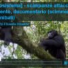 video documentario scimmie cannibali